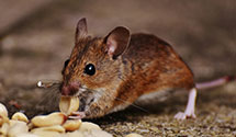 24 Hour & Emergency Exterminators in Tipton, PA